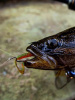 Крючок офсетный  Рыболовная империя Fish_Emp OFFSET Size 4 Никель 5шт